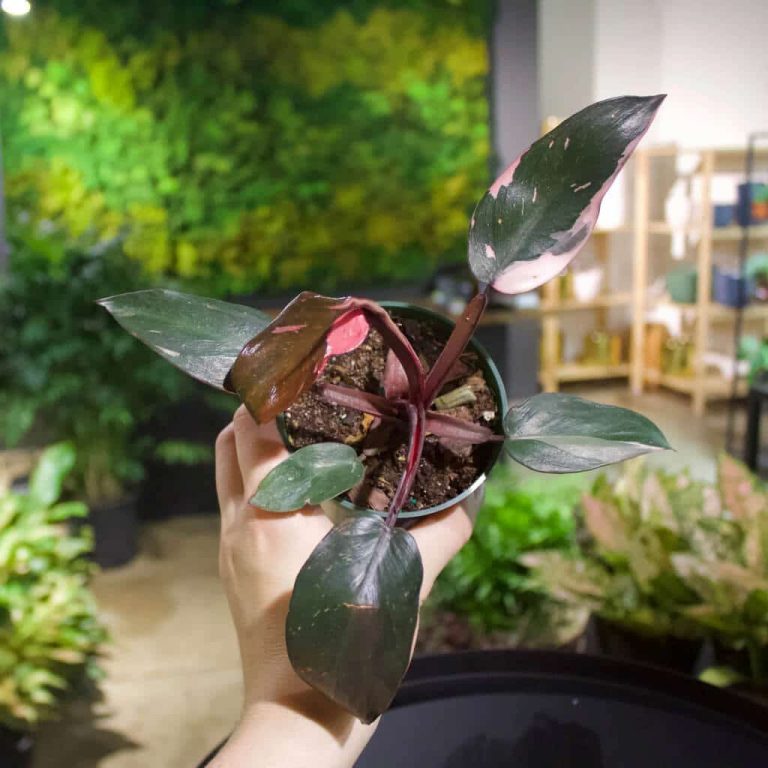 Pink Princess Philodendron: 10 Practical Growing and Caring Tips