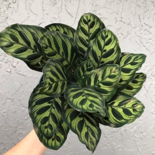 Explore Most Beautiful Species of Prayer Plants for Home