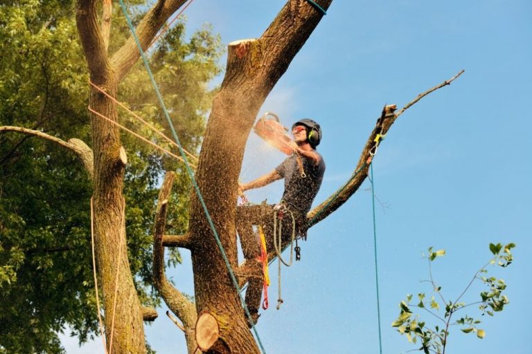 Clearing Your Landscape: Efficient Solutions for Tree Removal
