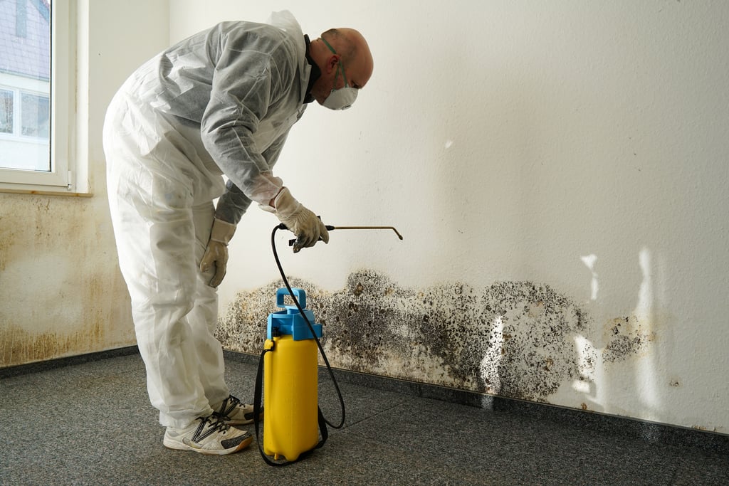 How to Prevent Mold Growth During Summer 