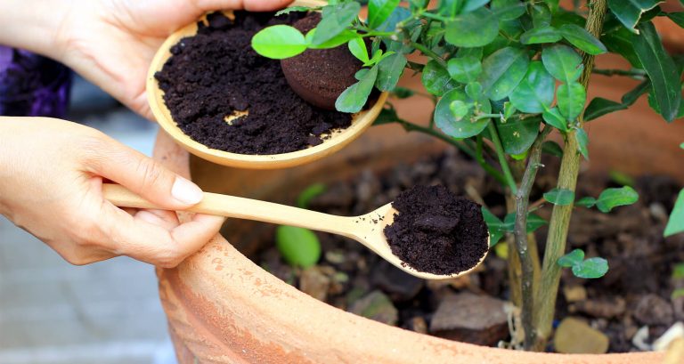 Effective DIY Pest Control Methods to Keep Pests Away
