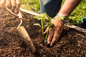 Topsoil Vs Garden Soil: Which Is Best for Your Garden?