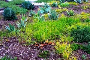 How to Get Rid of Weeds in Your Lawn: Natural and Chemical Methods