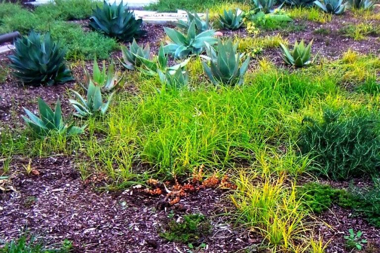 How to Get Rid of Weeds in Your Lawn: Natural and Chemical Methods