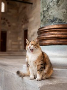 Photographer Marcel Heijnen captures the Cats of Istanbul