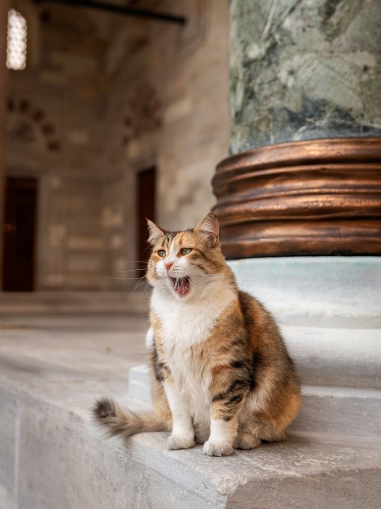 Photographer Marcel Heijnen captures the Cats of Istanbul