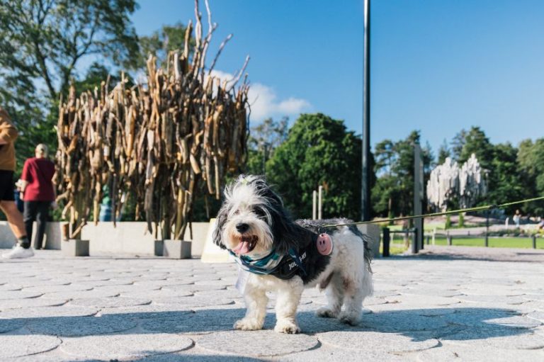 The Doggy Route to Happiness: Helsinki launches world-first sightseeing tour for dogs